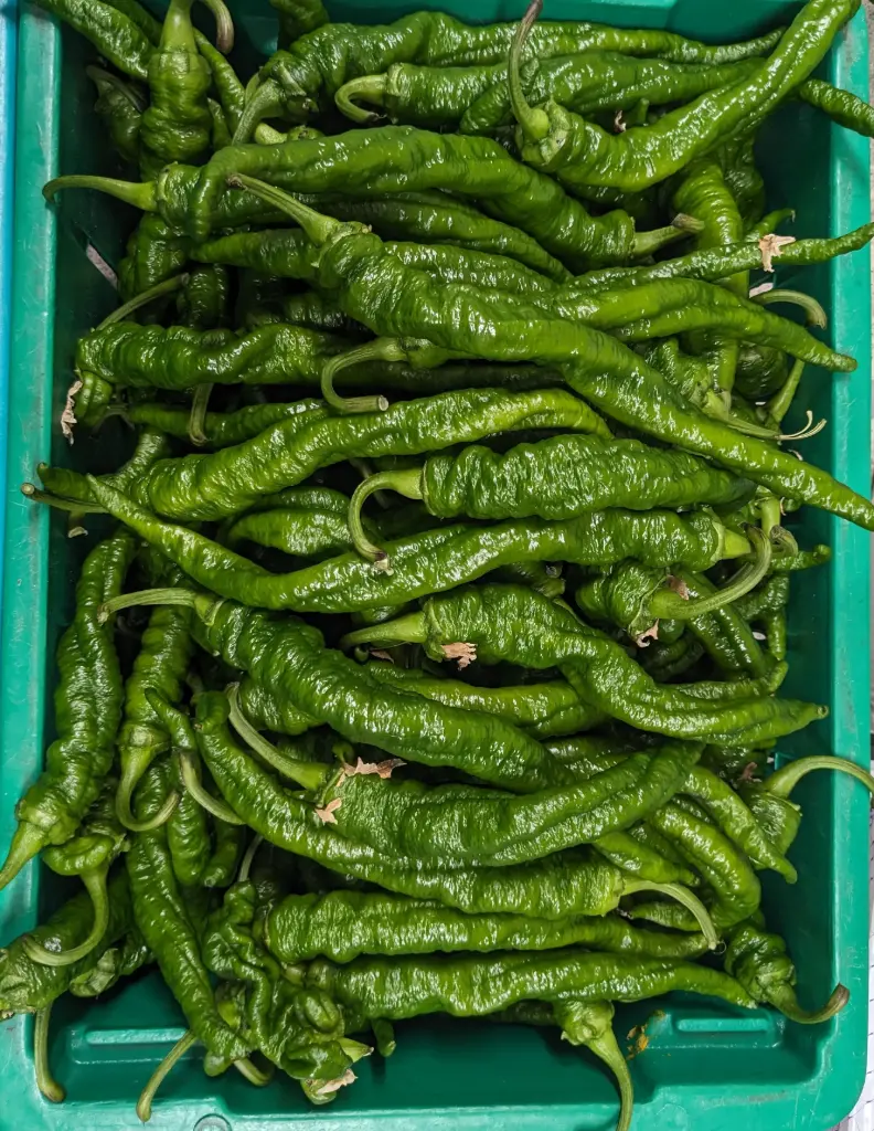 蔬菜 - 自產螺絲辣椒 Farm Grown Screw Pepper
