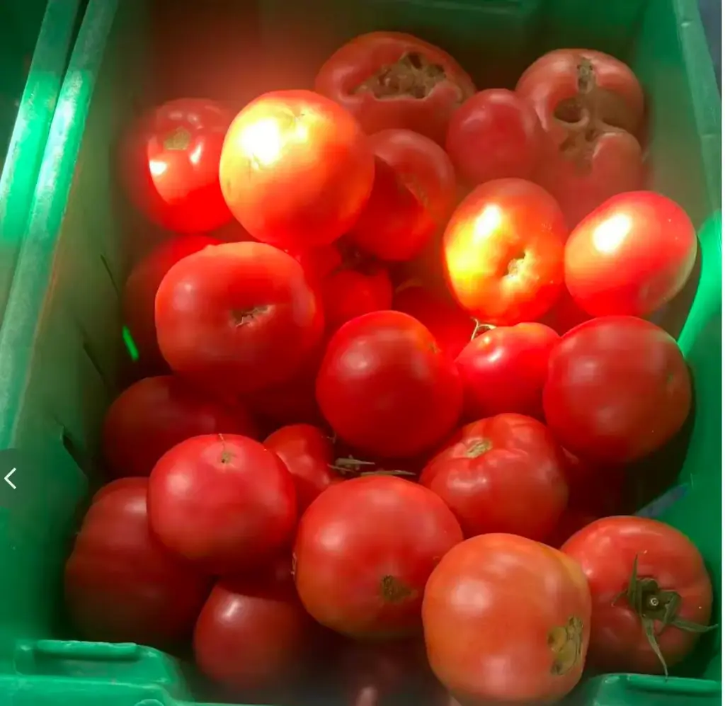 蔬菜 - 自產大番茄 Farm Grown Tomato