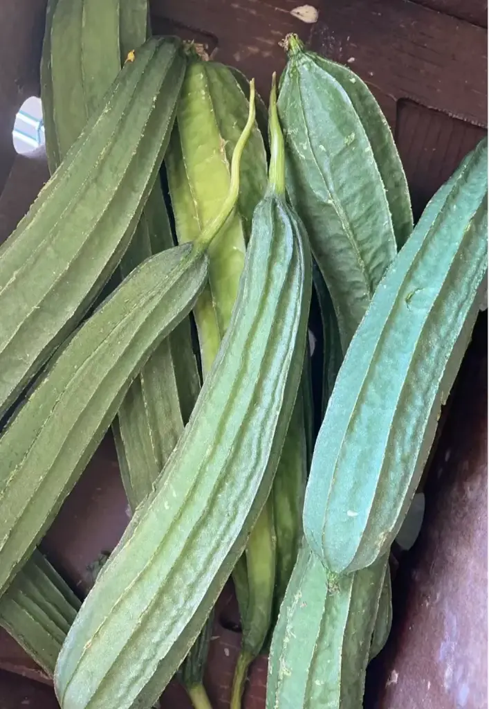 蔬菜 - 有楞絲瓜 Towel Gourd