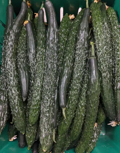 [5400019] 蔬菜 - 自產中國黃瓜 刺黃瓜 Farm Grown Chinese Cucumber
