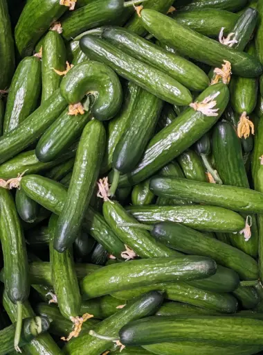 [5400002] 蔬菜 -  自產日本小黃瓜 Japanese Cucumber