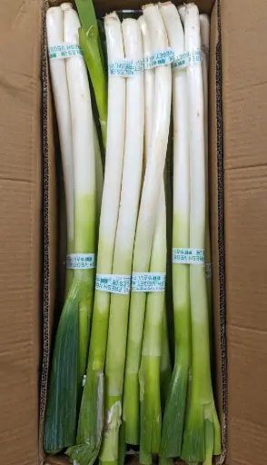 [5400004] 蔬菜 - 大蔥 Leeks